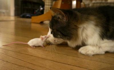 catmouse